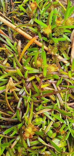 Abrotanella fertilis (Abrotanella fertilis)