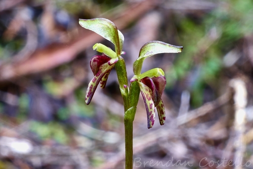 Image of Townsonia viridis by (c) Brendan Costello, some rights reserved (CC BY)