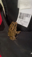 Sclerophrys gutturalis