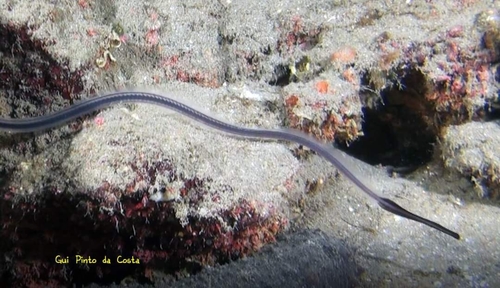 Representative image of Facciolella oxyrhyncha