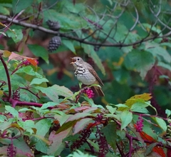 Catharus guttatus