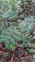 Adenanthera pavonina
