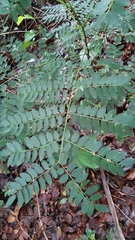 Adenanthera pavonina
