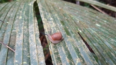Adenanthera pavonina