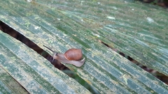 Adenanthera pavonina