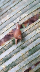 Adenanthera pavonina