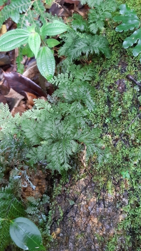 Trichomanes cupressoides observed 2020-12-15