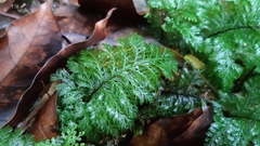 Trichomanes cupressoides