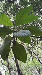 Dillenia suffruticosa