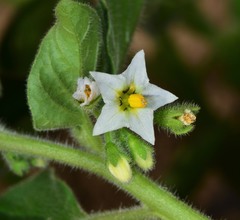 Solanum physalifolium
