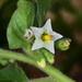 Solanum physalifolium - Photo (c) Don Loarie, algunos derechos reservados (CC BY)