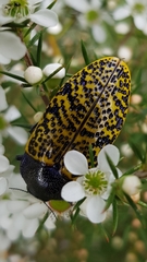 Stigmodera macularia