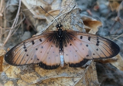 Acraea caecilia