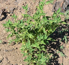 Solanum physalifolium nitidibaccatum
