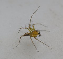 Oxyopes papuanus