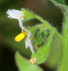 Solanum physalifolium nitidibaccatum