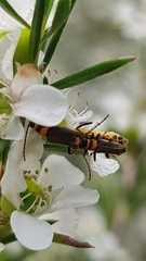 Chauliognathus sydneyanus