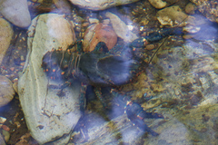 Euastacus