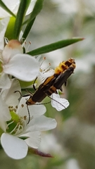 Chauliognathus sydneyanus