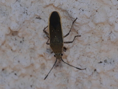 Catorhintha selector