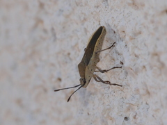 Catorhintha selector