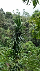 Dracaena