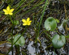 Ornduffia reniformis