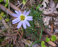 Brachyscome multifida