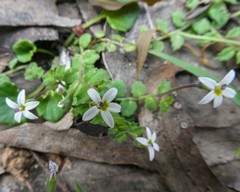 Lobelia pedunculata