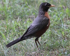 Turdus migratorius