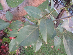 Erythrina