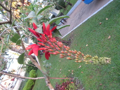 Erythrina