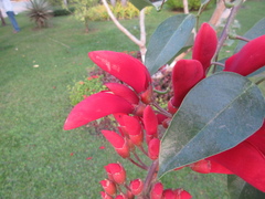 Erythrina