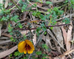 Bossiaea cordigera