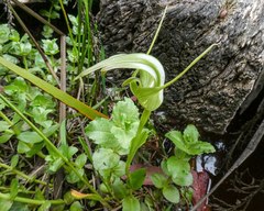 Pterostylis falcata