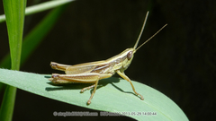 Mongolotettix vittatus