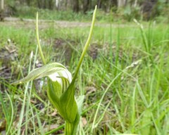 Pterostylis falcata