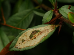 Phyllonorycter leucographella