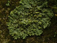 Phaeophyscia orbicularis
