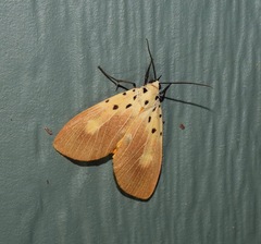 Asota iodamia