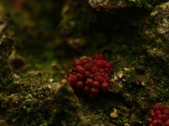 Fungi