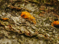 Fungi