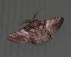 Hypobapta tachyhalotaria