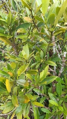 Craterispermum microdon