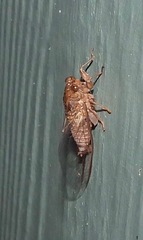 Birrima castanea
