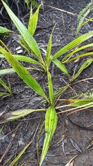 Curculigo seychellensis