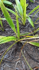 Curculigo seychellensis