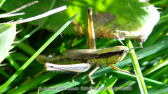 Mongolotettix vittatus