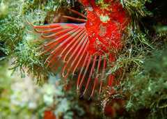 Serpula vermicularis