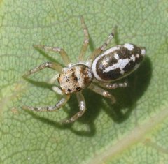 Cosmophasis baehrae